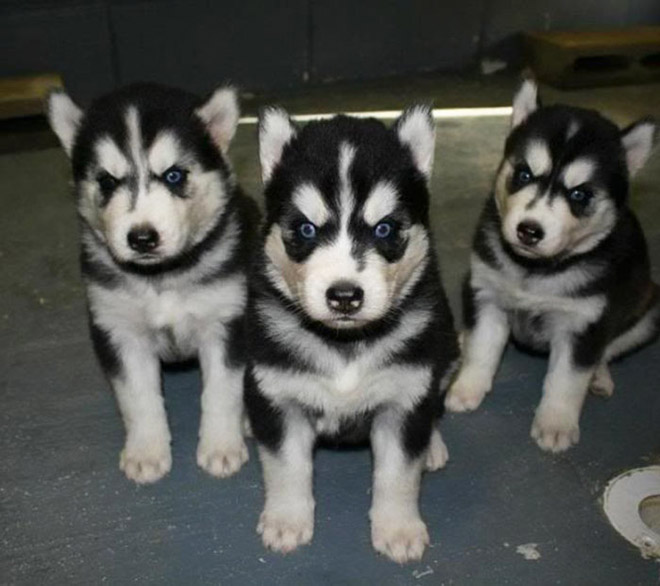 20 Animal Bands That Look Like They Are About To Drop The Hottest Albums Ever