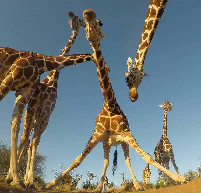 20 Animal Bands That Look Like They Are About To Drop The Hottest Albums Ever