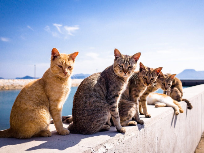 20 Animal Bands That Look Like They Are About To Drop The Hottest Albums Ever