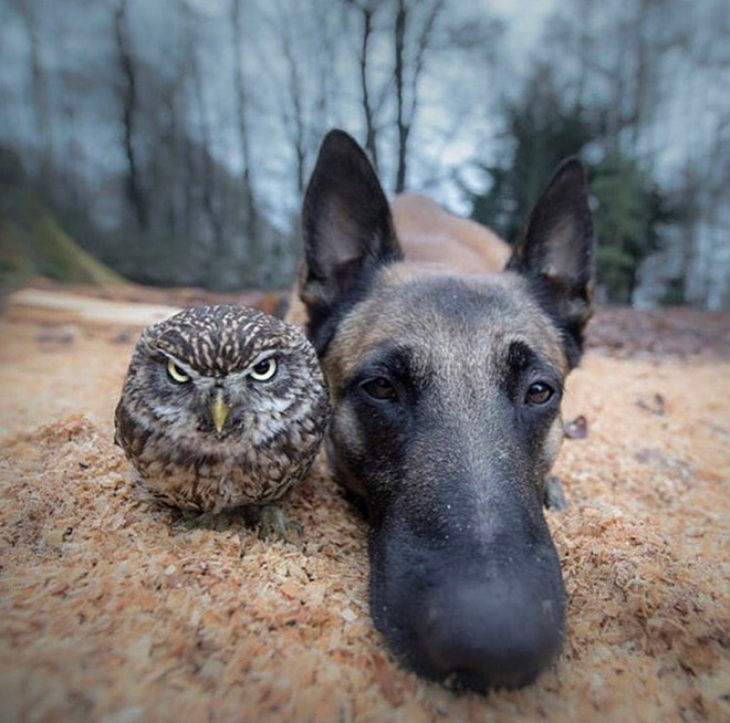 20 Animal Bands That Look Like They Are About To Drop The Hottest Albums Ever