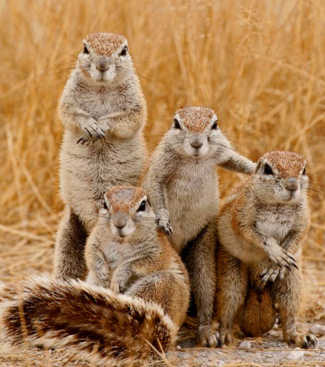 20 Animal Bands That Look Like They Are About To Drop The Hottest Albums Ever