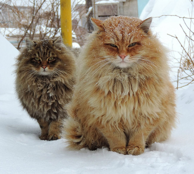 20 Animal Bands That Look Like They Are About To Drop The Hottest Albums Ever