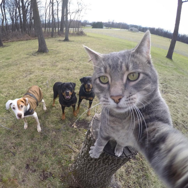20 Animal Bands That Look Like They Are About To Drop The Hottest Albums Ever