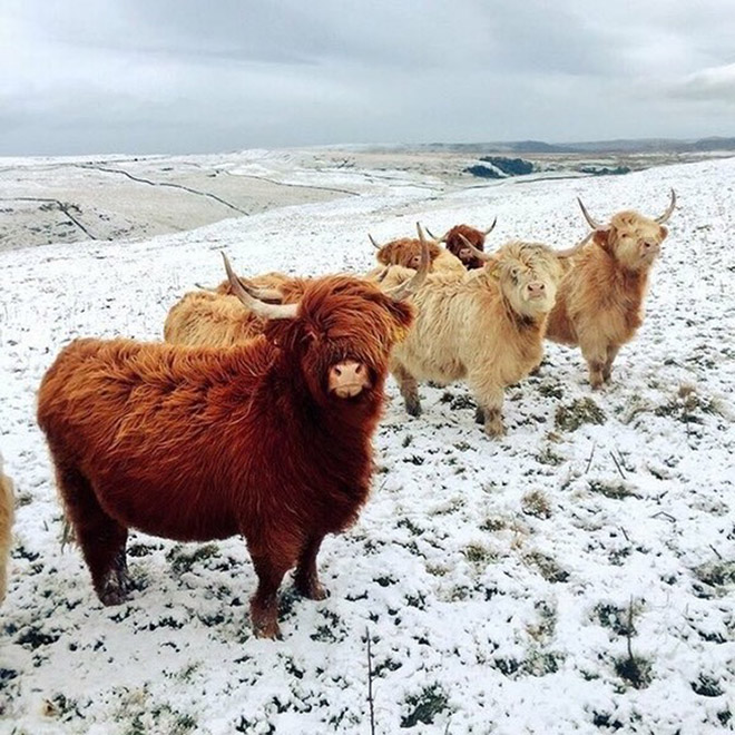 20 Animal Bands That Look Like They Are About To Drop The Hottest Albums Ever