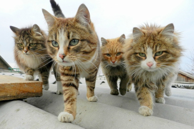 20 Animal Bands That Look Like They Are About To Drop The Hottest Albums Ever