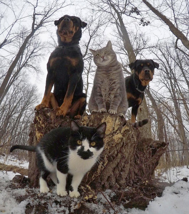 20 Animal Bands That Look Like They Are About To Drop The Hottest Albums Ever