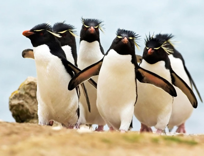 20 Animal Bands That Look Like They Are About To Drop The Hottest Albums Ever