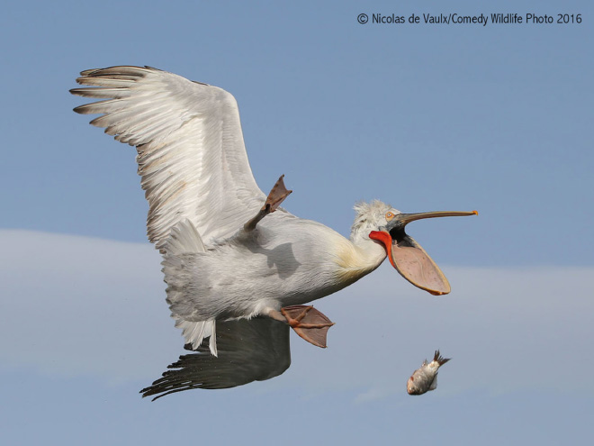2016 Comedy Wildlife Photography Awards