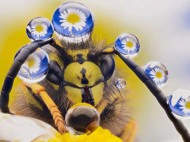2016 Comedy Wildlife Photography Awards