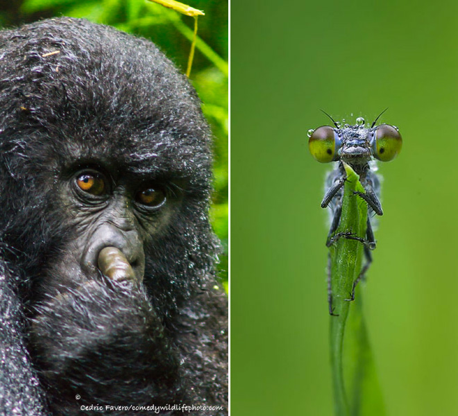 2016 Comedy Wildlife Photography Awards