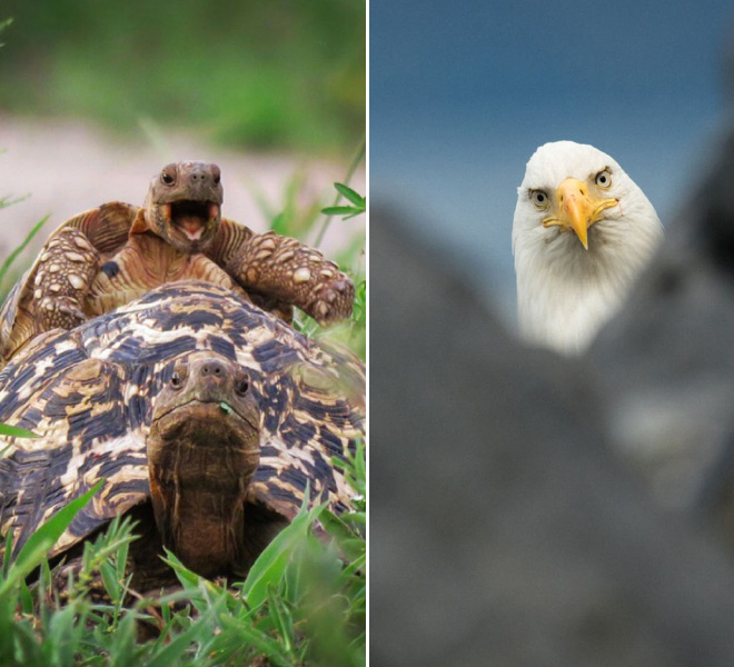 2016 Comedy Wildlife Photography Awards