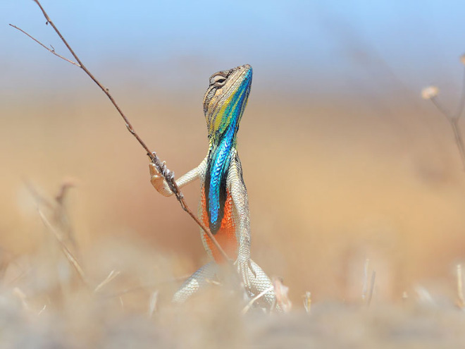 2016 Comedy Wildlife Photography Awards