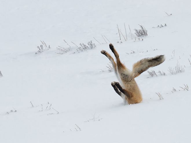 2016 Comedy Wildlife Photography Awards