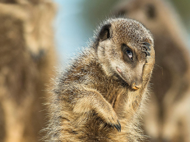 2016 Comedy Wildlife Photography Awards