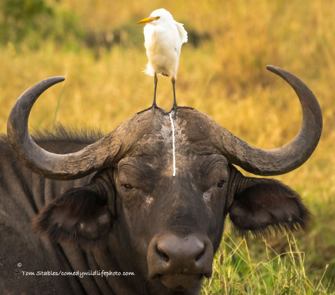 2016 Comedy Wildlife Photography Awards
