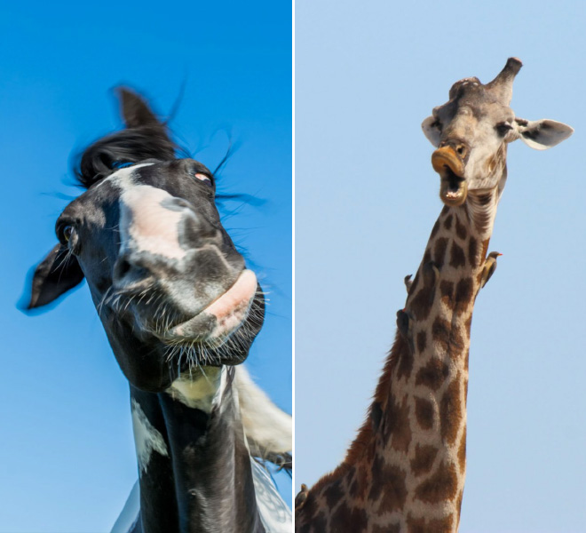 2016 Comedy Wildlife Photography Awards