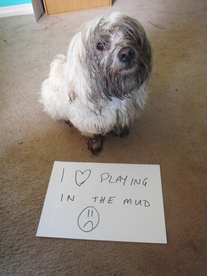 2021 Dog Shaming Calendar Is Here!