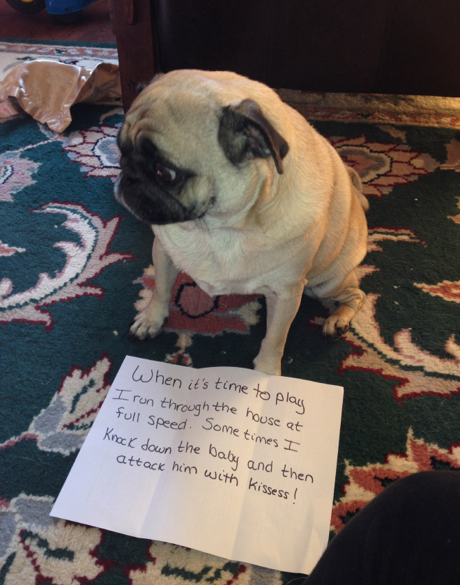 2021 Dog Shaming Calendar Is Here!