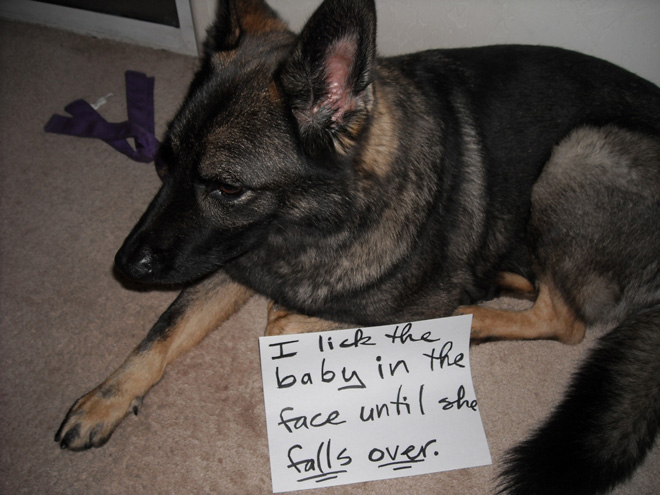 2021 Dog Shaming Calendar Is Here!
