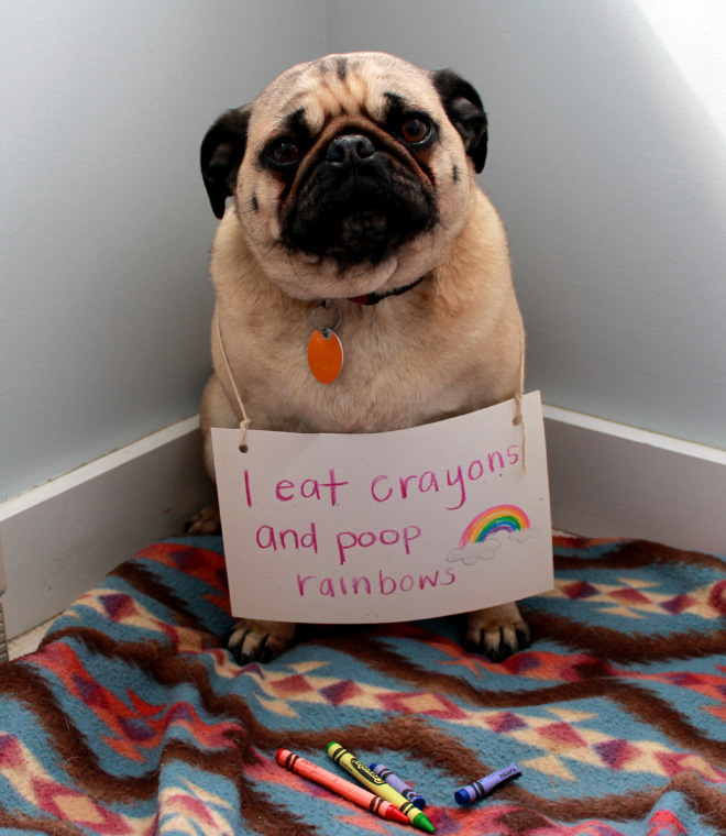 2021 Dog Shaming Calendar Is Here!