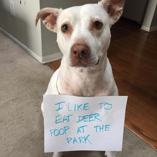 2021 Dog Shaming Calendar Is Here!
