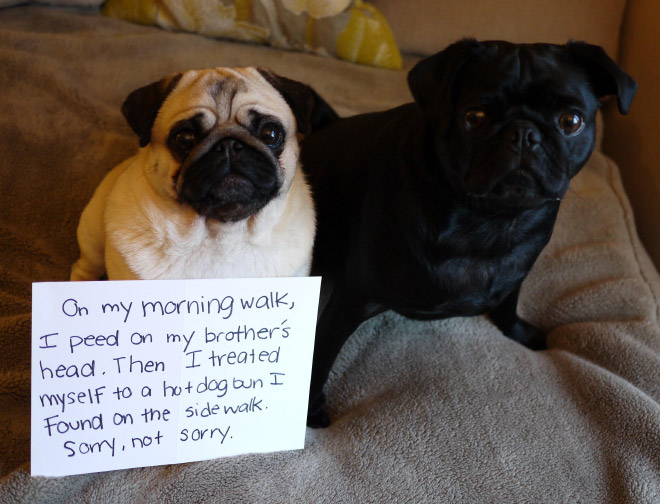 2021 Dog Shaming Calendar Is Here!