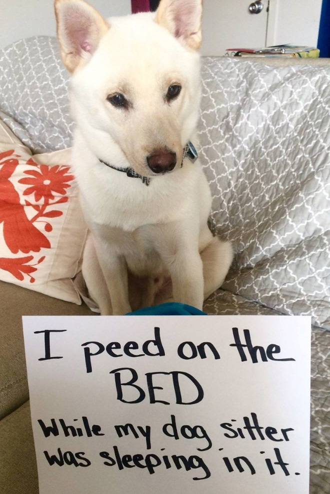 2021 Dog Shaming Calendar Is Here!