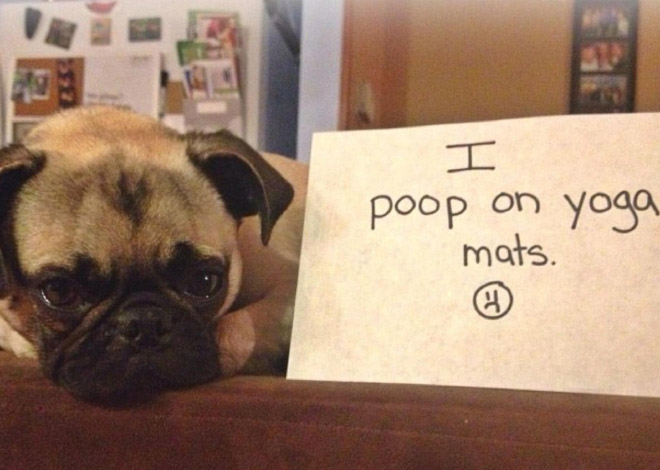 2021 Dog Shaming Calendar Is Here!