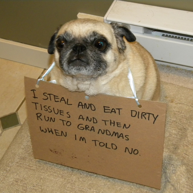 2021 Dog Shaming Calendar Is Here!