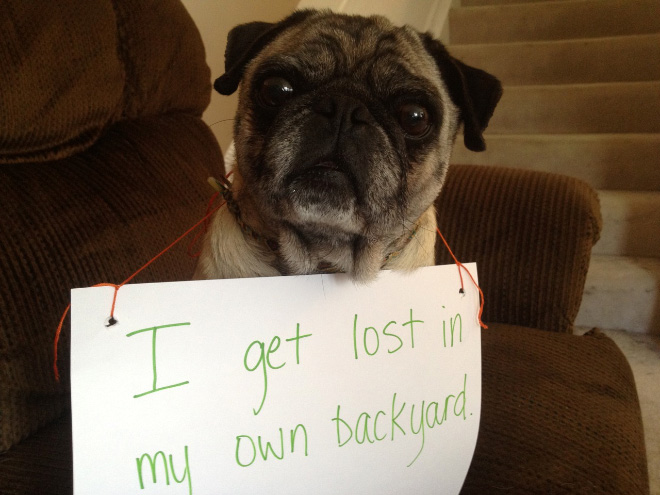 2021 Dog Shaming Calendar Is Here!