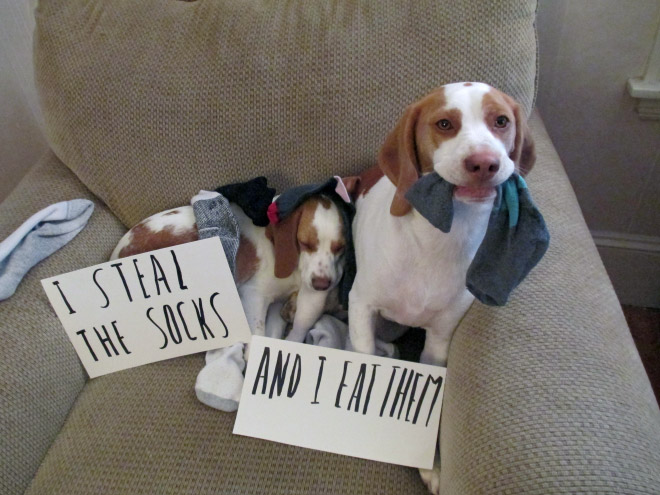 2021 Dog Shaming Calendar Is Here!