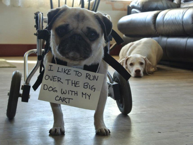 2021 Dog Shaming Calendar Is Here!