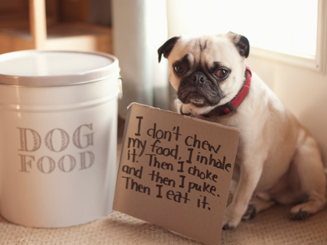 2021 Dog Shaming Calendar Is Here!