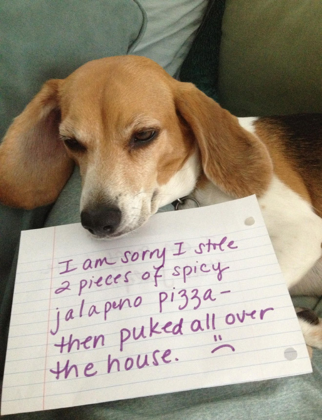 2021 Dog Shaming Calendar Is Here!