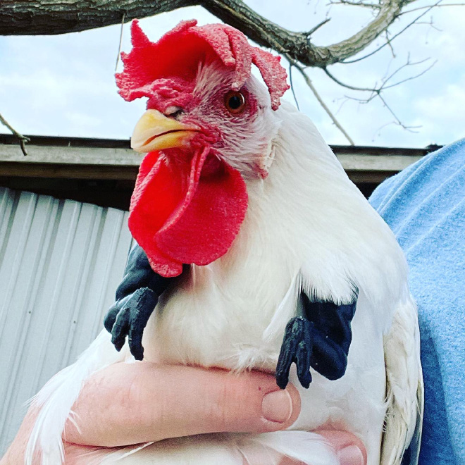 3D Printed T-Rex Arms For Chicken Cosplay