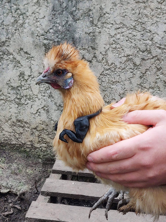 3D Printed T-Rex Arms For Chicken Cosplay