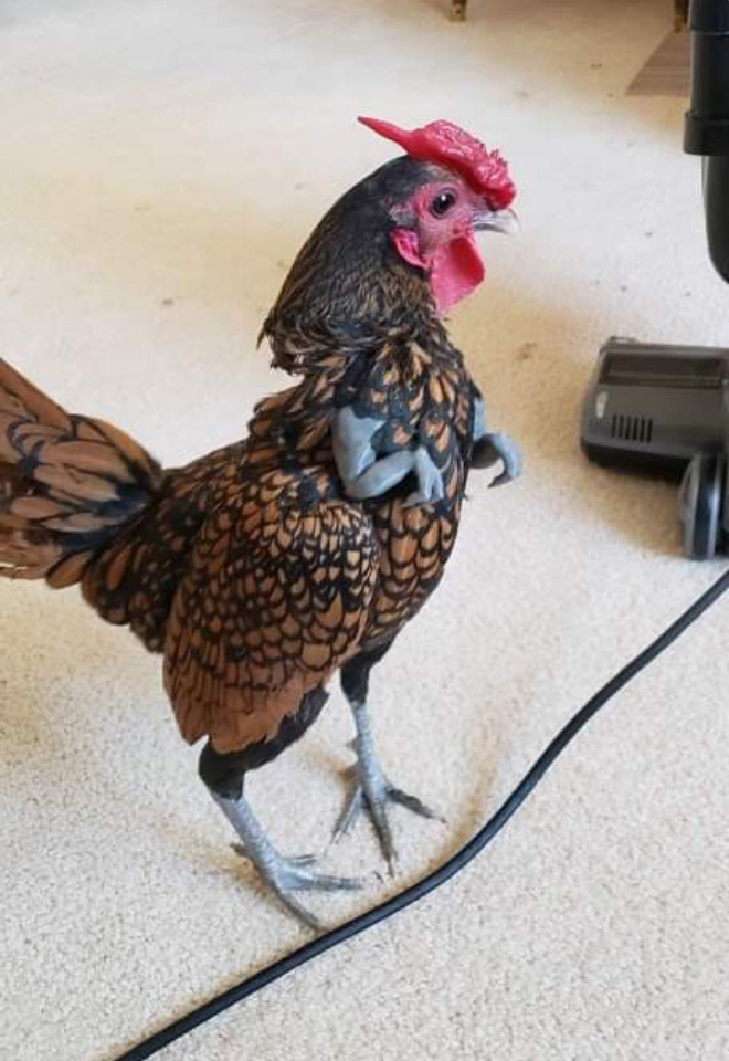3D Printed T-Rex Arms For Chicken Cosplay