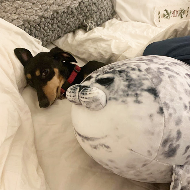 Adorable Round Seal Hugging Pillow Is Taking Over The Internet