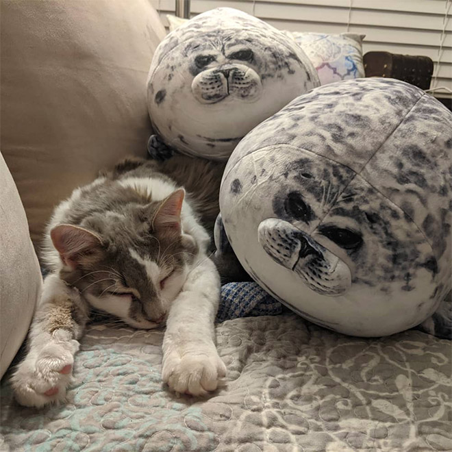 Adorable Round Seal Hugging Pillow Is Taking Over The Internet