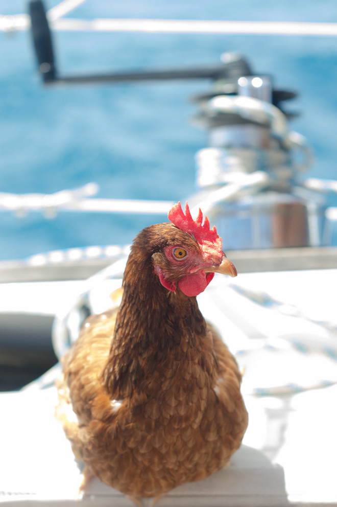 Adventurous Man Sails Around The World With His Pet Chicken