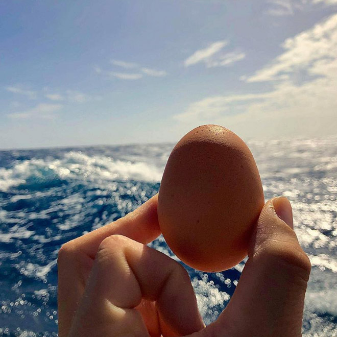 Adventurous Man Sails Around The World With His Pet Chicken