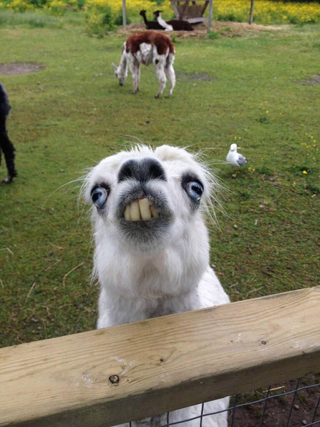Alpacas And Llamas Are Beautiful, Majestic Creatures