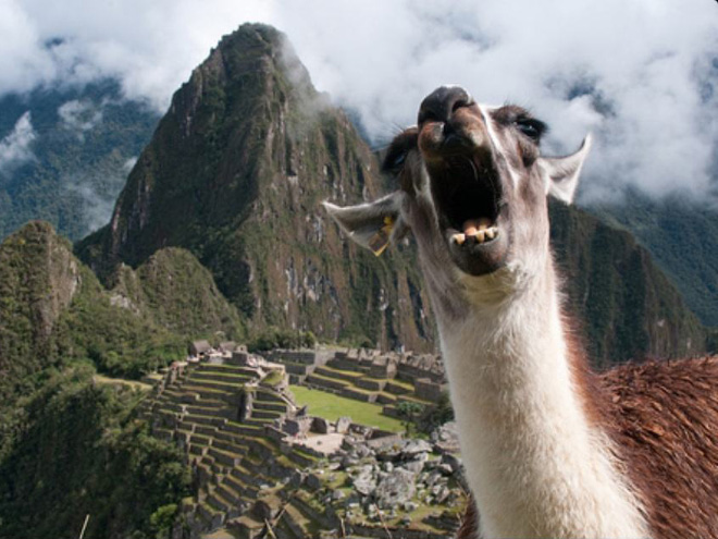Alpacas And Llamas Are Beautiful, Majestic Creatures