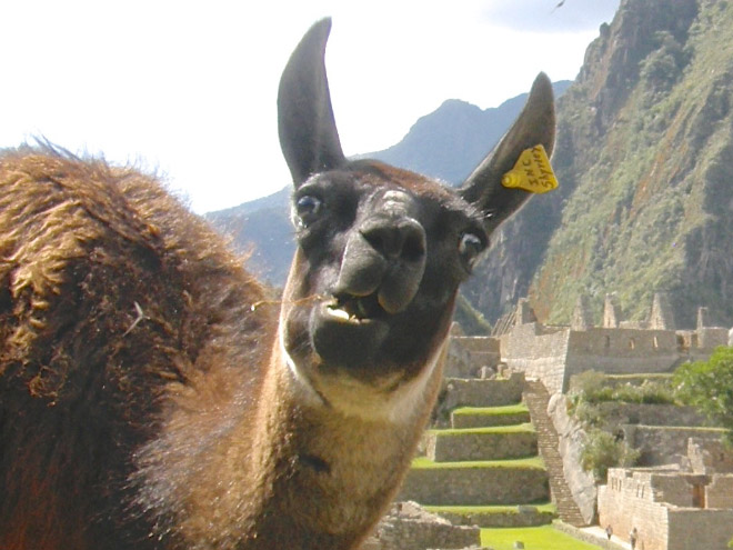 Alpacas And Llamas Are Beautiful, Majestic Creatures