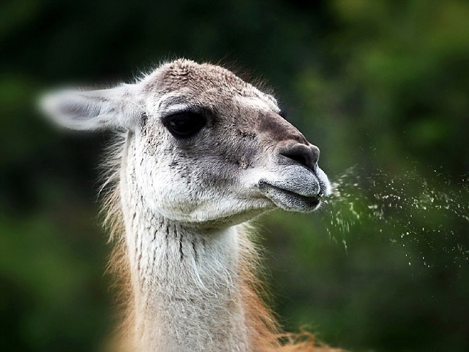 Alpacas And Llamas Are Beautiful, Majestic Creatures