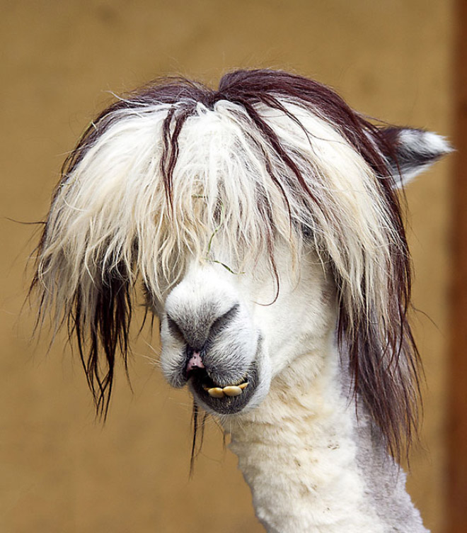 Alpacas And Llamas Are Beautiful, Majestic Creatures
