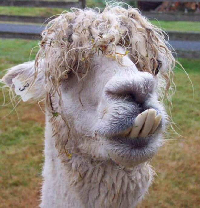 Alpacas And Llamas Are Beautiful, Majestic Creatures