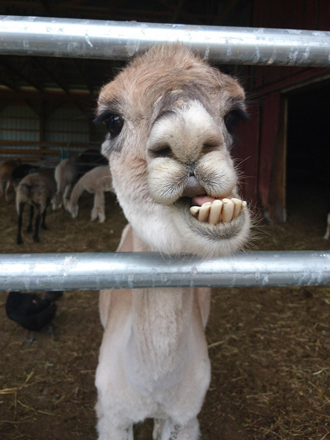 Alpacas And Llamas Are Beautiful, Majestic Creatures
