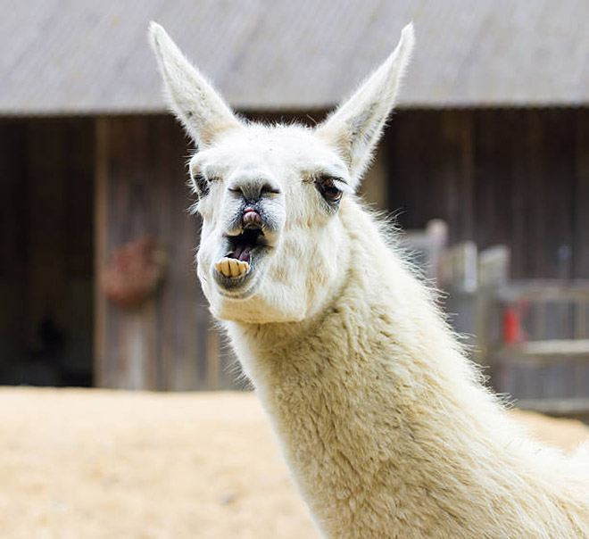 Alpacas And Llamas Are Beautiful, Majestic Creatures