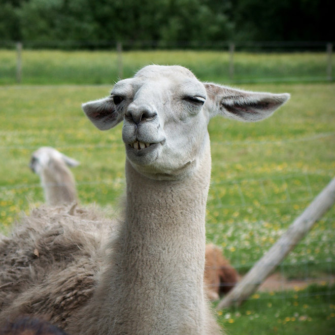 Alpacas And Llamas Are Beautiful, Majestic Creatures
